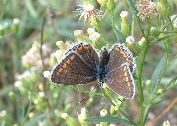 Mary van Steeg, vrouwtje, Heiloo, september 2003